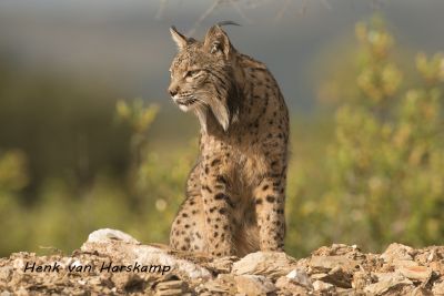 Lynx pardelle