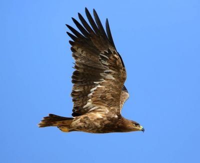 Aigle des steppes