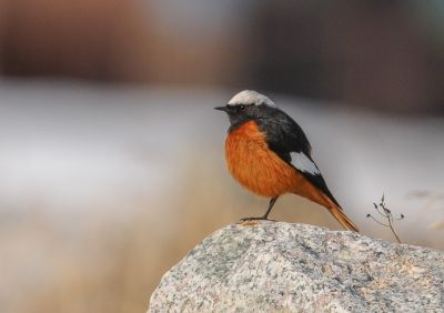 Rougequeue de Güldenstädt