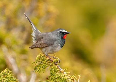 Rossignol à gorge rubis