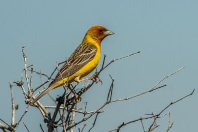 Bruant à tête rousse