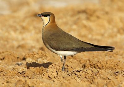 Glaréole à aile noire