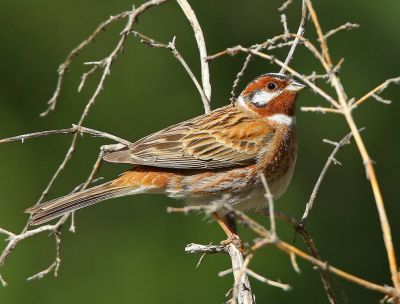 Bruant à calotte blanche