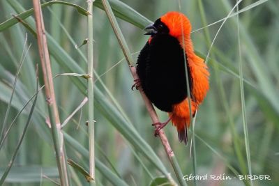Euplecte ignicolore Afrique du Sud
