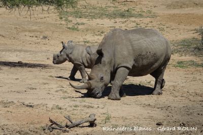 Rhinocéros Afrique du Sud