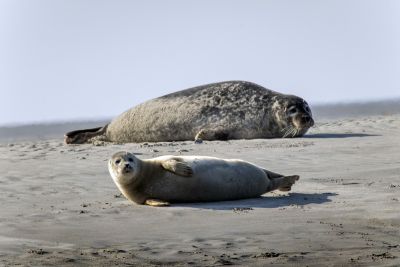 Phoques veau sur la plage île Texel Pays-Bas