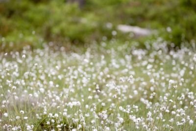 Champ de linaigrette