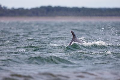 Grand dauphin - Chanonry point