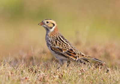 Bruant lapon © Cédric Caïn