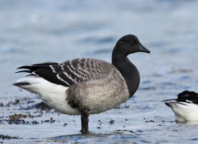Couple de Bernache à ventre pâle © Gérard Besseau