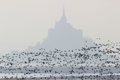Vol de bernaches cravants devant le Mont Saint-Michel © Sébastien Provost