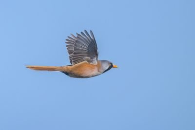 Panure à moustaches