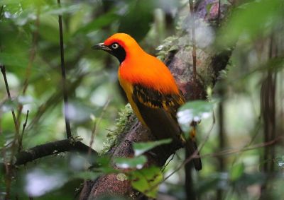 Paradisier du Prince d'Orange