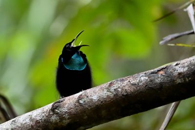 Paradisier à gorge d'acier