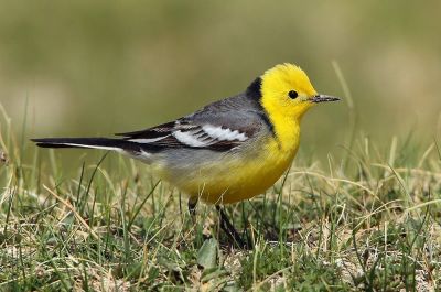 Bergeronnette citrine