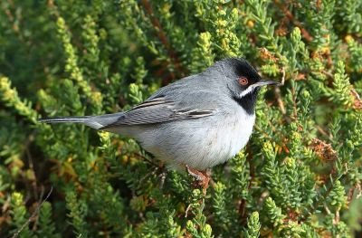 Bruant cendrillard © Frank Vassen