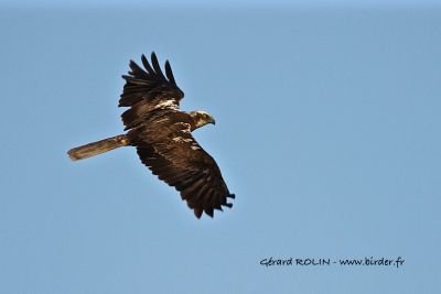 Busard des roseaux femelle © Gérard Rolin