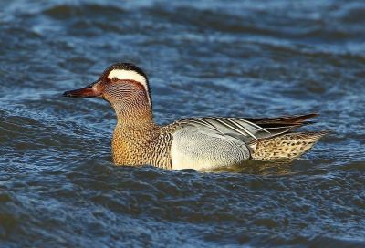Pic épeiche © Gérard Rolin