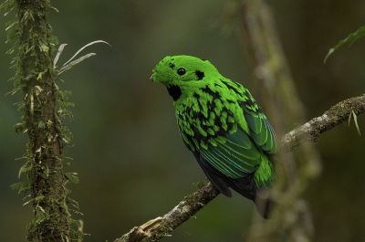 Eurylaime de Whitehead