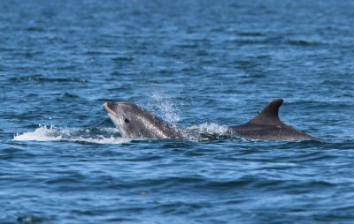 Grands Dauphins © Sébastien Provost