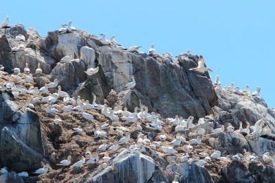 Colonie de fou de Bassan © Sébastien Provost