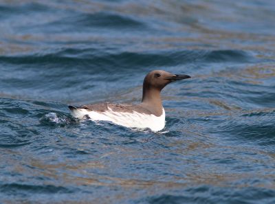 Guillemot de Troïl © Sébastien Provost