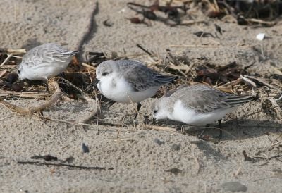 Bécasseaux sanderling © Sébastien Provost
