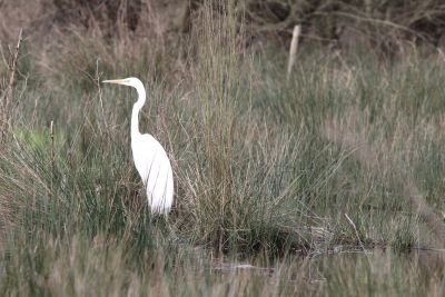 Grande aigrette © Sébastien Provost