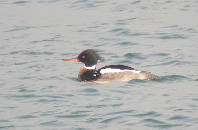 Harle huppé © Sébastien Provost