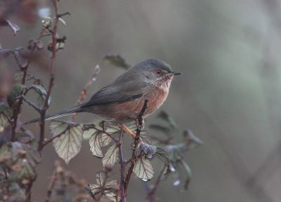 Fauvette pitchou © Sébastien Provost