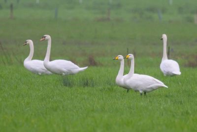 Cygnes chanteur et tuberculé