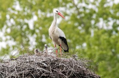 Cigogne Blanche en Avesnois