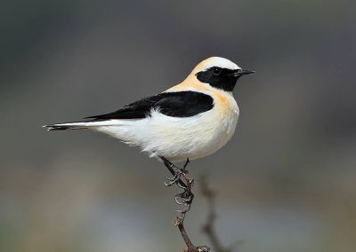 Traquet oreillard © Aurélien Audevard