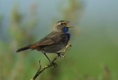 Gorgebleue à miroir © Julien Gonin