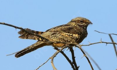 Engoulevent d'Europe © Aurélien Audevard