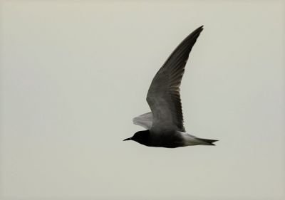 Guifette noire © Nidal Issa