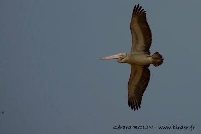 Pélican à bec tacheté © Gérard Rolin
