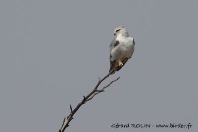 Elanion blanc © Gérard Rolin