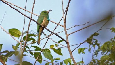 Guêpier à barbe bleue © Brendan Ryan