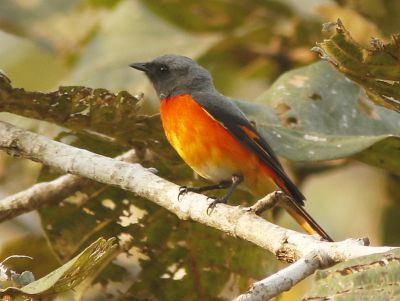 minivet oranor © David Beadle
