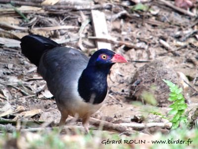 calobate d annam © Gérard Rolin