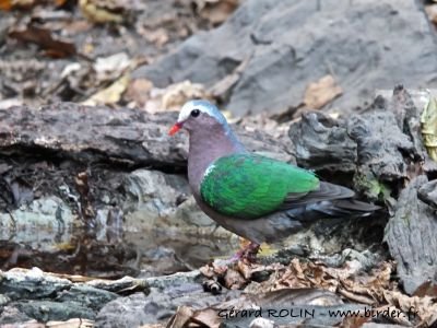 colombine turvert © Gérard Rolin
