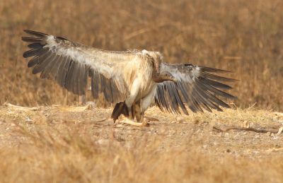 Vautour à long bec © David Beadle