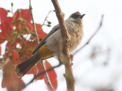sooty headed bulbul © David Beadle