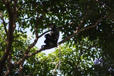 Douc à pattes noires © Selva Terra