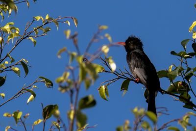 Bulbul noir © Philippe Lecuyer