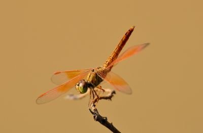 Brachythemis contaminata male © Jean Marie Gradot