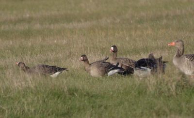 Oies rieuses et  cendrée © Julien Gonin
