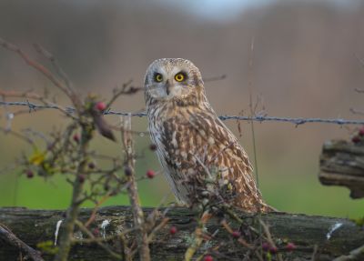 Hibou des marais © Julien Gonin