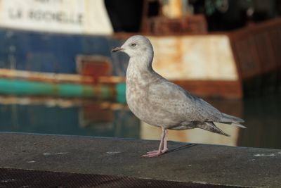 Goéland à ailes blanches © Julien Gonin